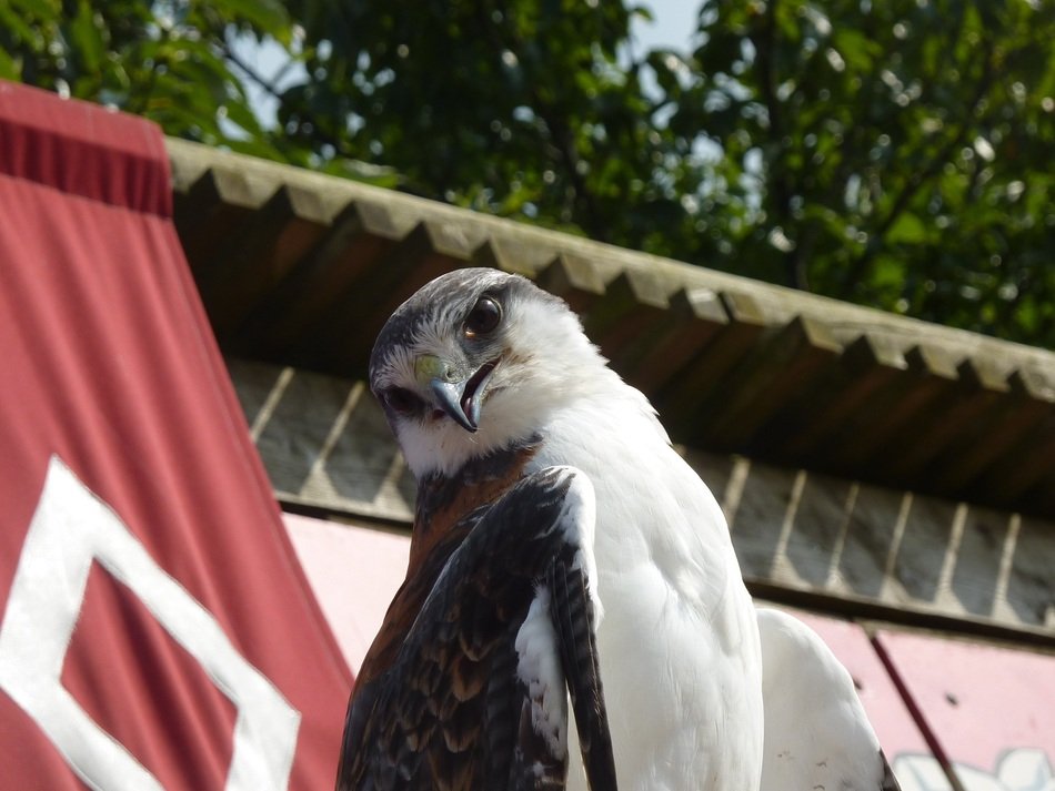 very beautiful and cute Raptor Falcon Bird