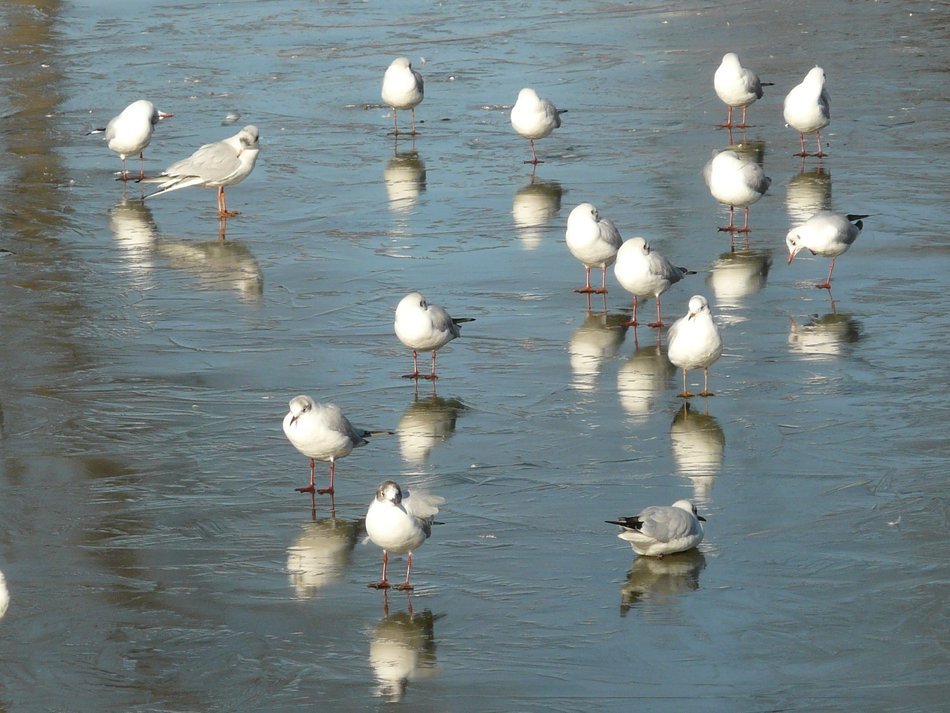 flock of gulls on the lake