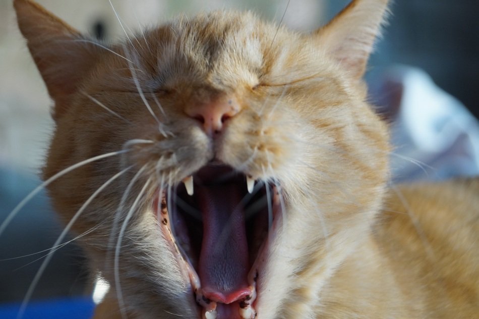 red cat with sharp teeth