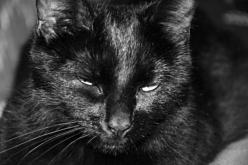 black cat in black and white