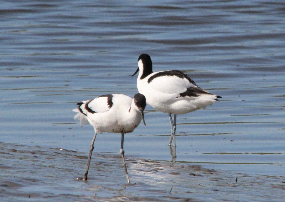 birds on the water