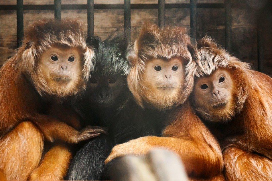 four langur monkeys sitting together