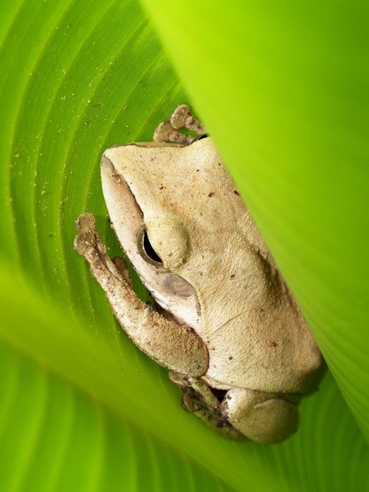 Frog on the leaf