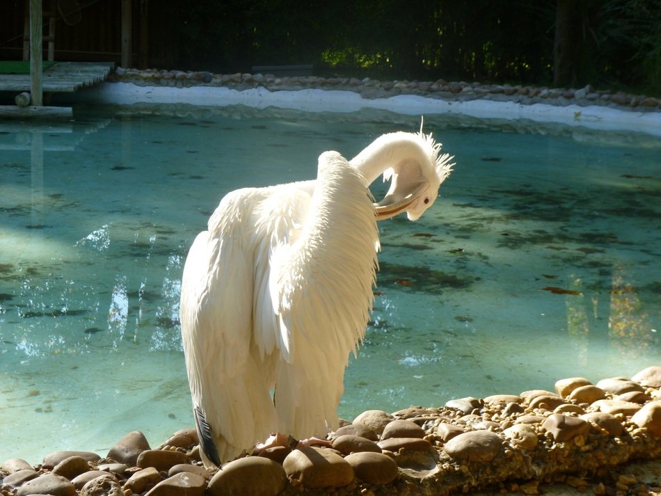 Pajarraco Pelican