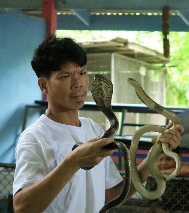 Trainer with the cobras