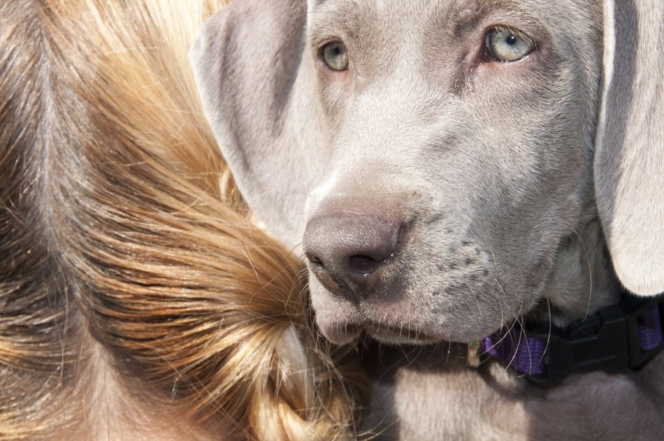 portrait of girl hugging weimaraner dog
