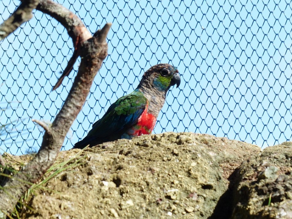 parrot on the stone near the grid