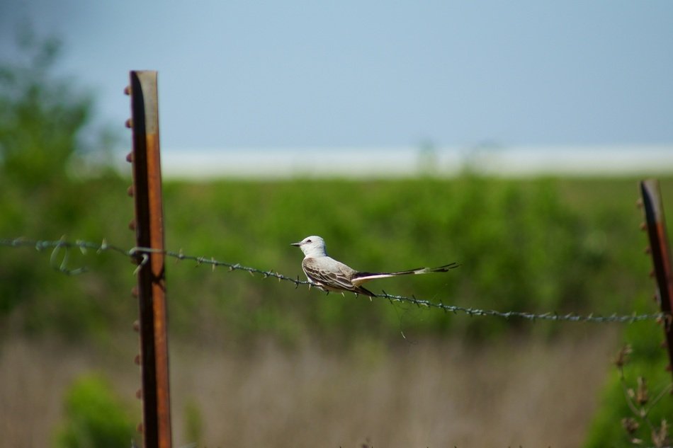 scissor tailed flycatcher on the fence