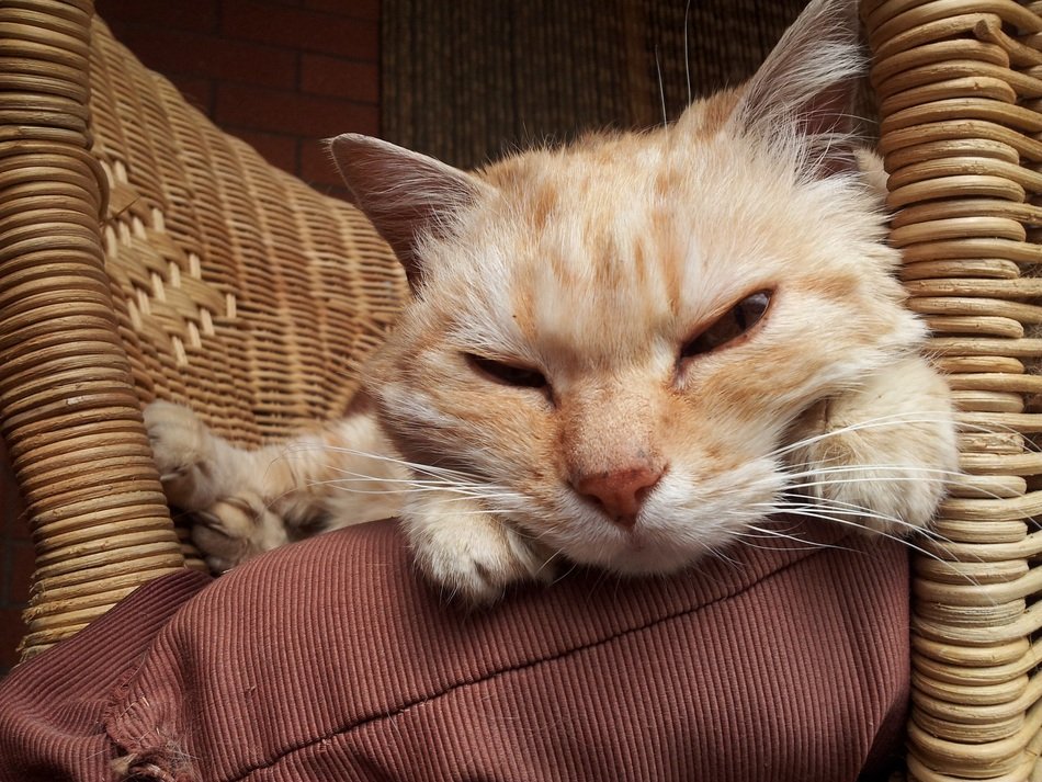 Muzzle of the sleeping cat