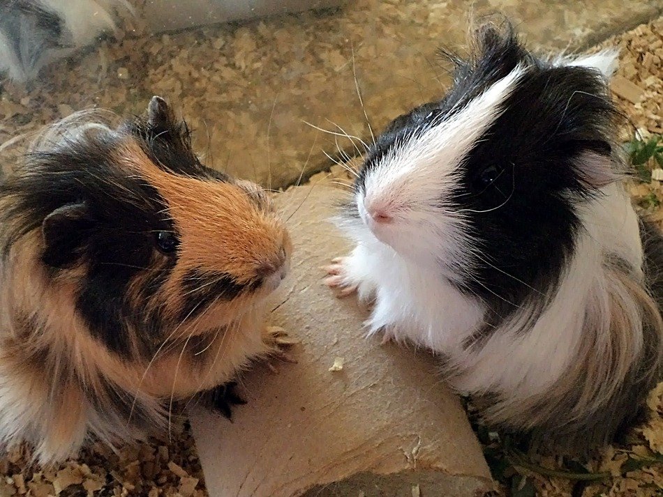 hairy guinea pigs