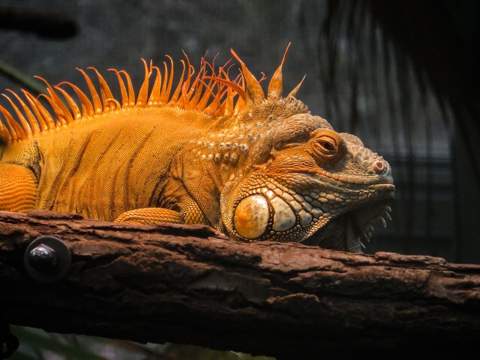 scaly yellow iguana