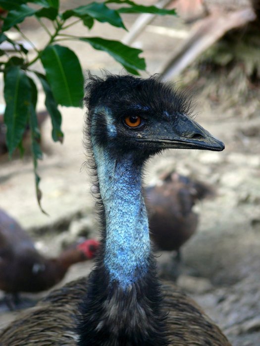 Portrait of ostrich bird