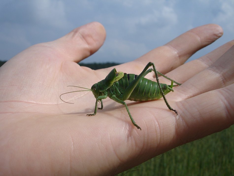 Warthog green on the palm
