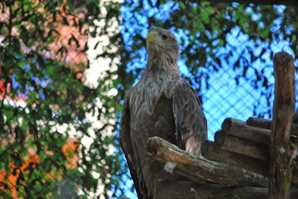 White-tailed eagle on the wood