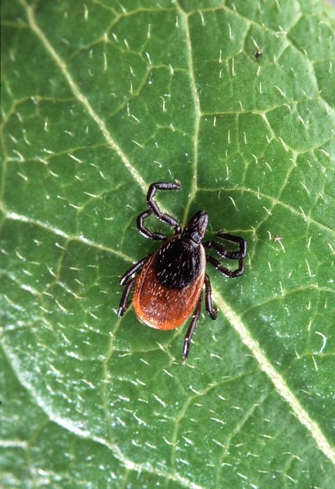 Scapularis Ixodes Insect