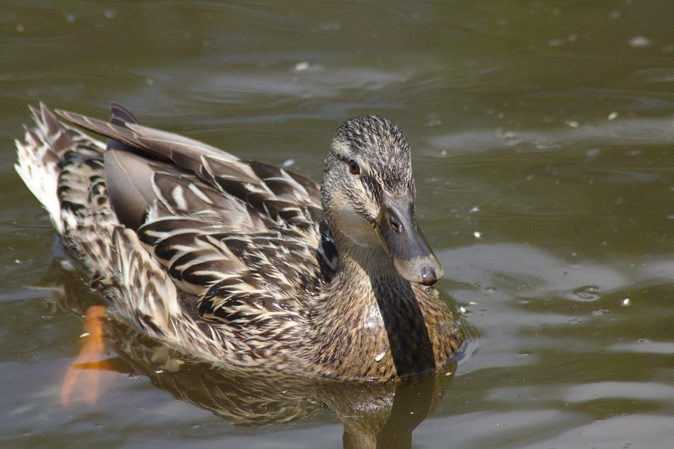 mallard Duck Mirroring on water