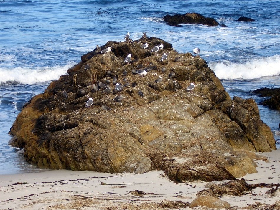charming birds on the beach rock