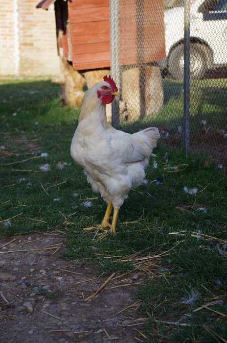 beautiful and cute Hen Farm Bird