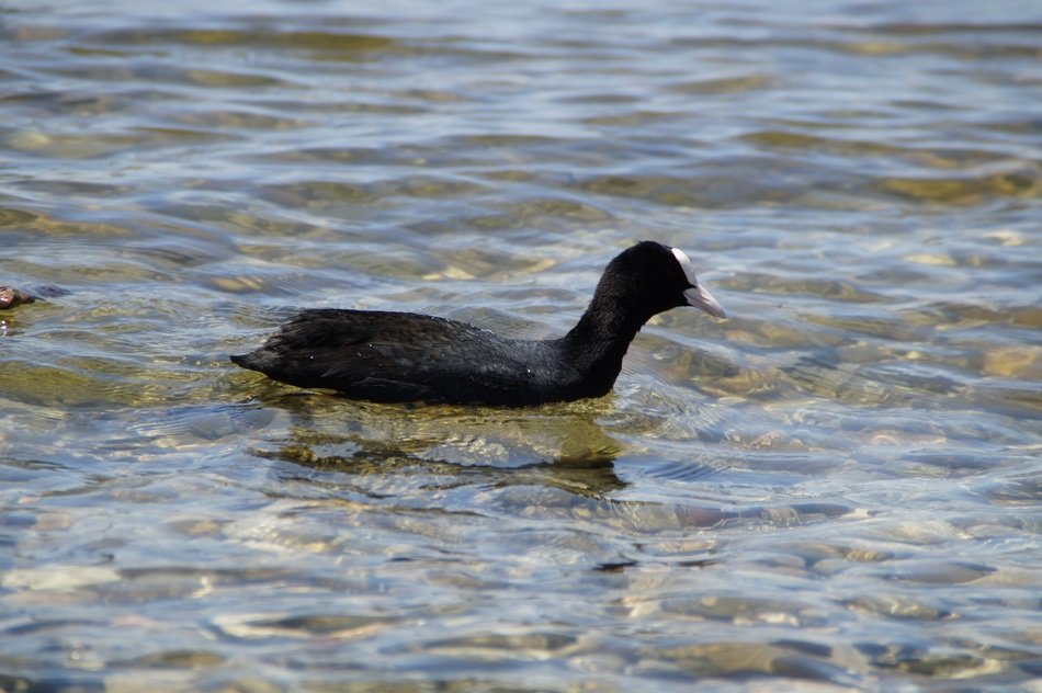 black duck swimming in the water