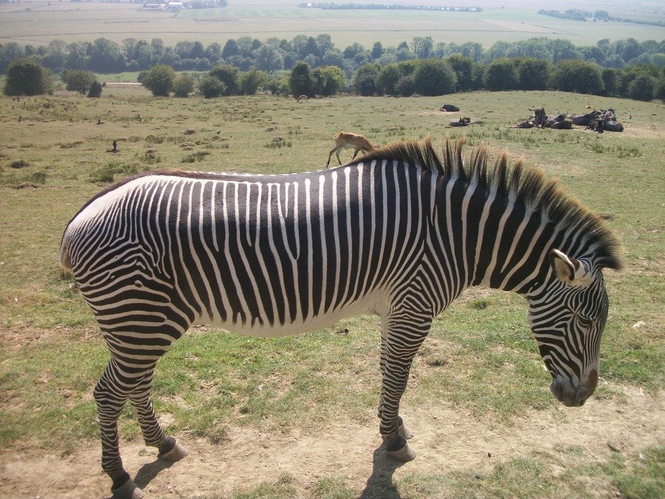 zebra stands on safari trail