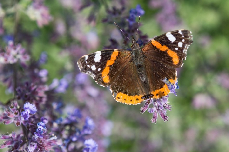 Closeup photo of Butterfly in the garden