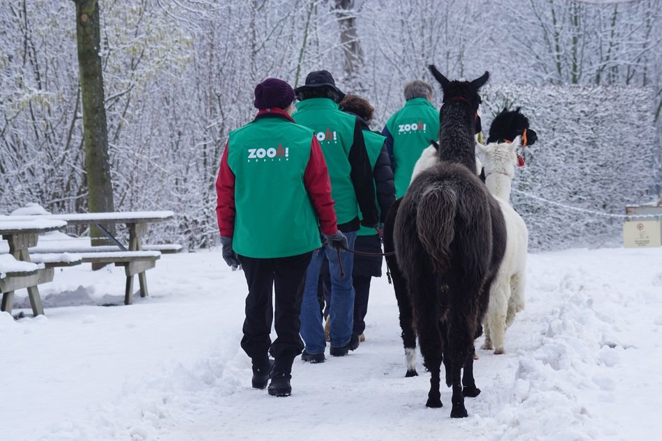 workers of the zoo are the horses