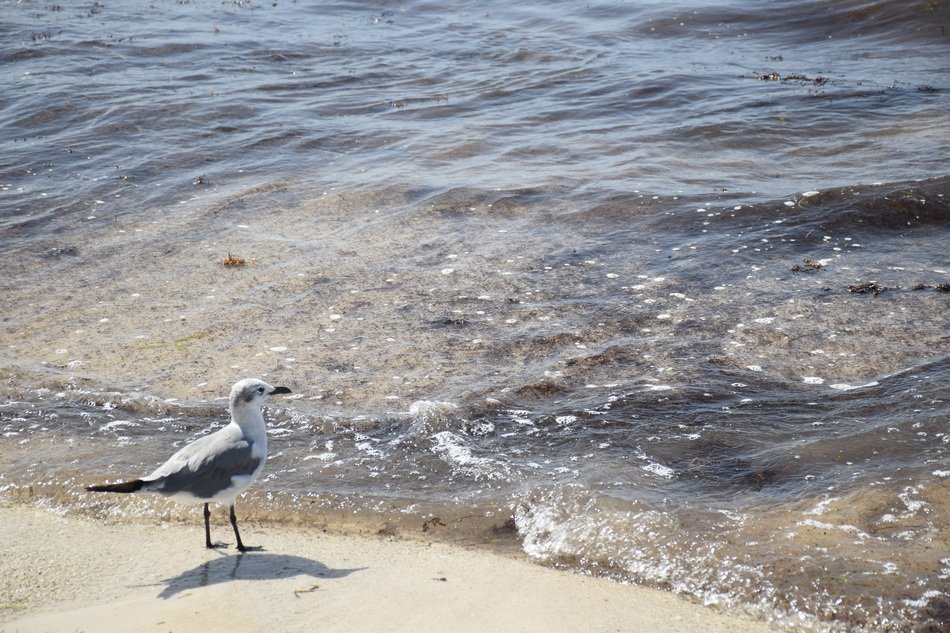 seagull on the ocean in the US