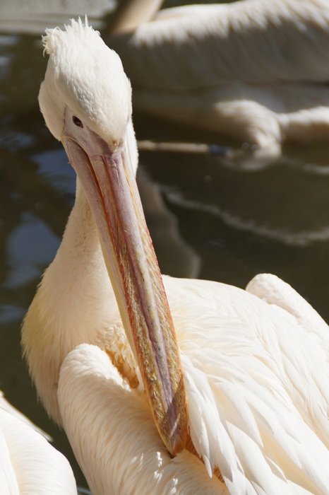 pelican cleaning plumage