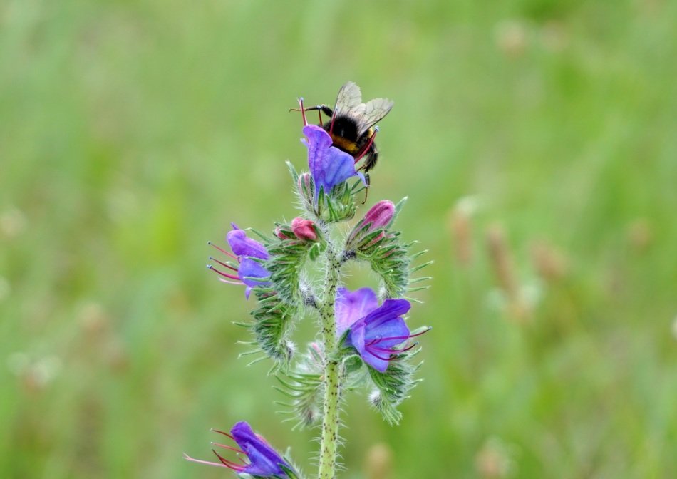 bee on the spring meadow