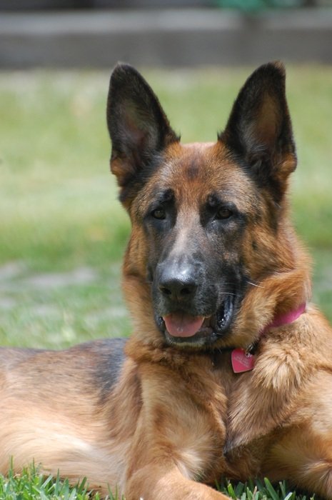 Beautiful German shepherd in Los Angeles