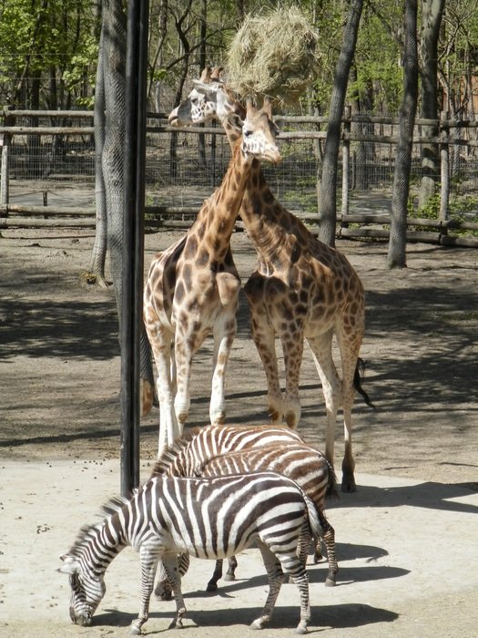Lots of animals in the zoo