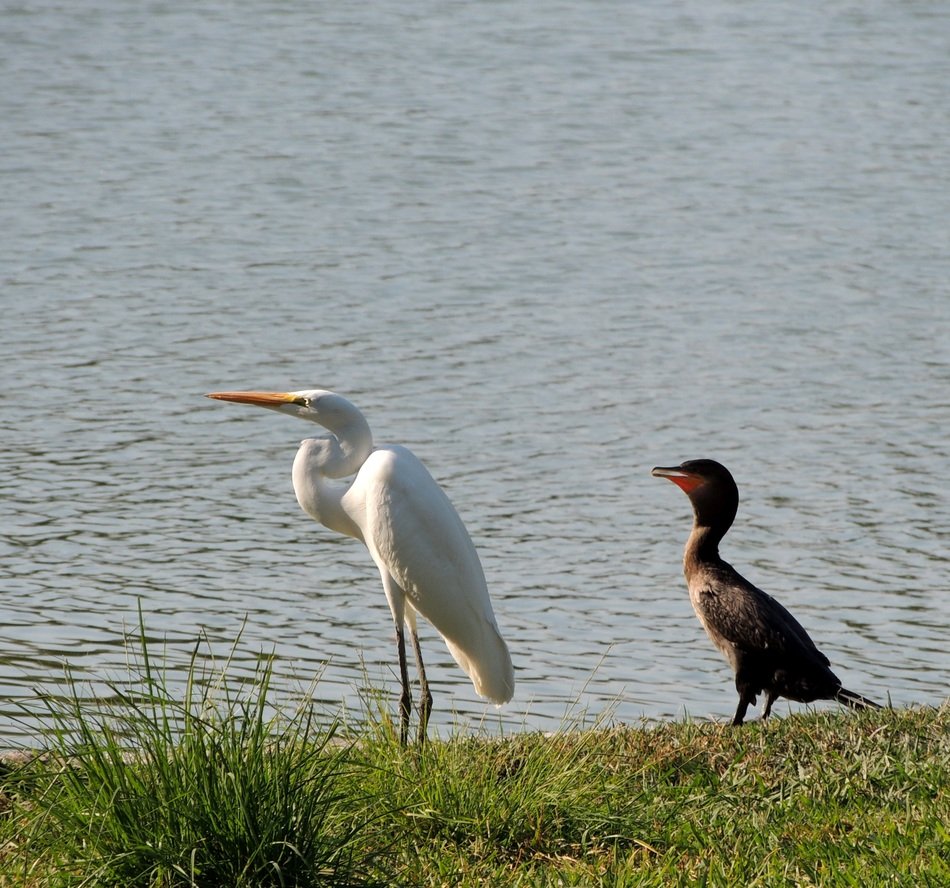 heron and cormorant on the lake