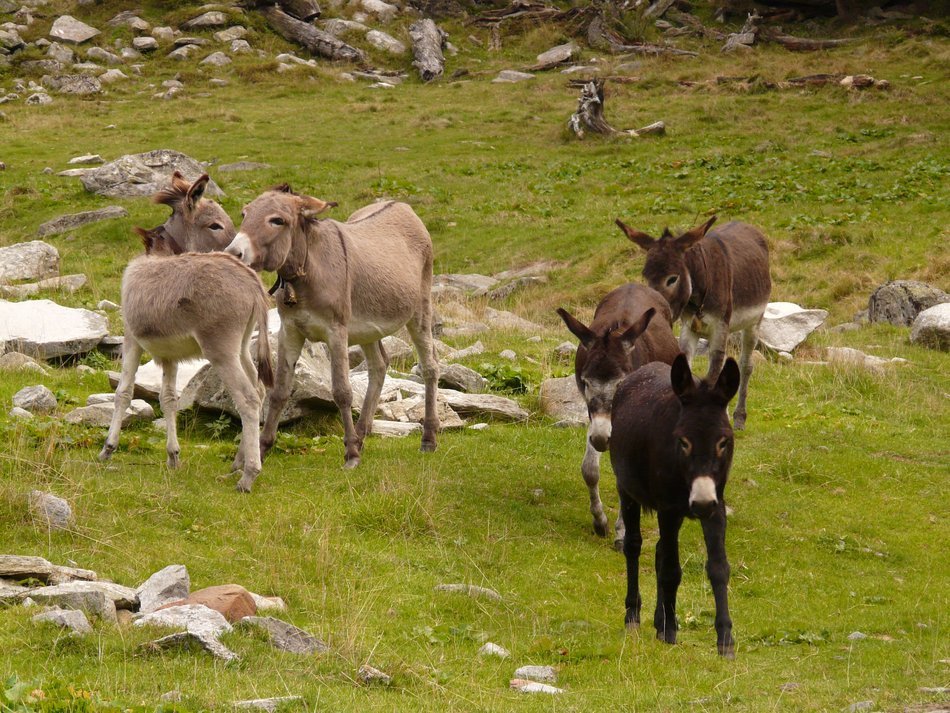 donkeys are walking on the green grass