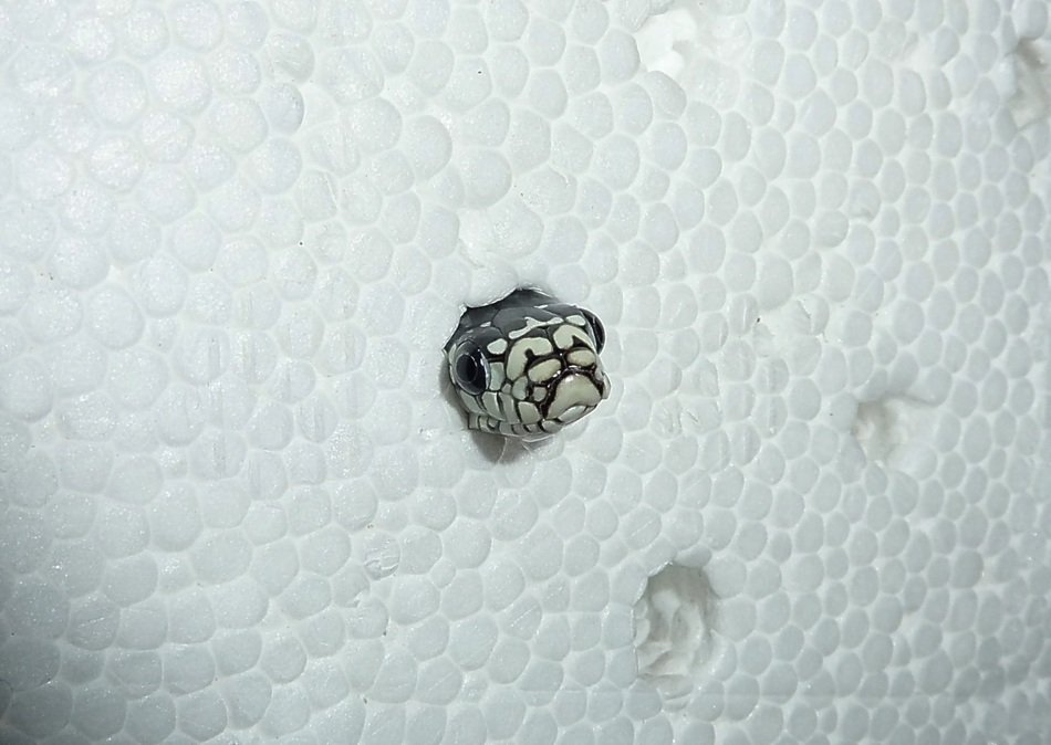 head of the snake in the foam