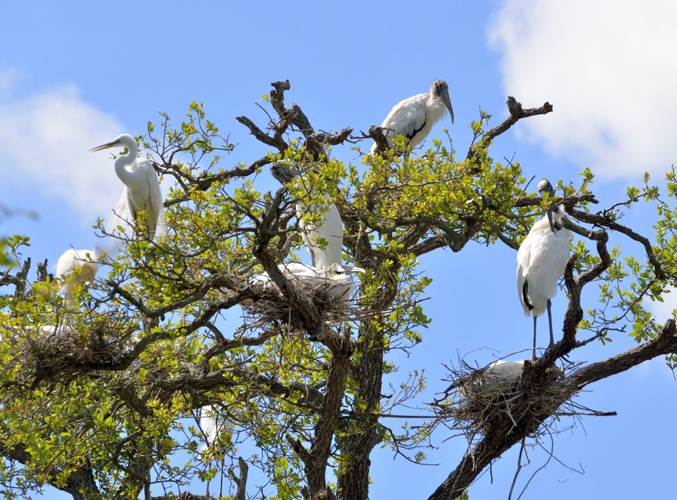 Wood Stork Heron