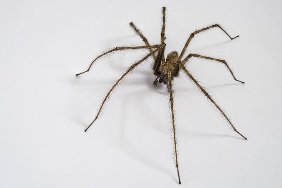 black spider with long legs