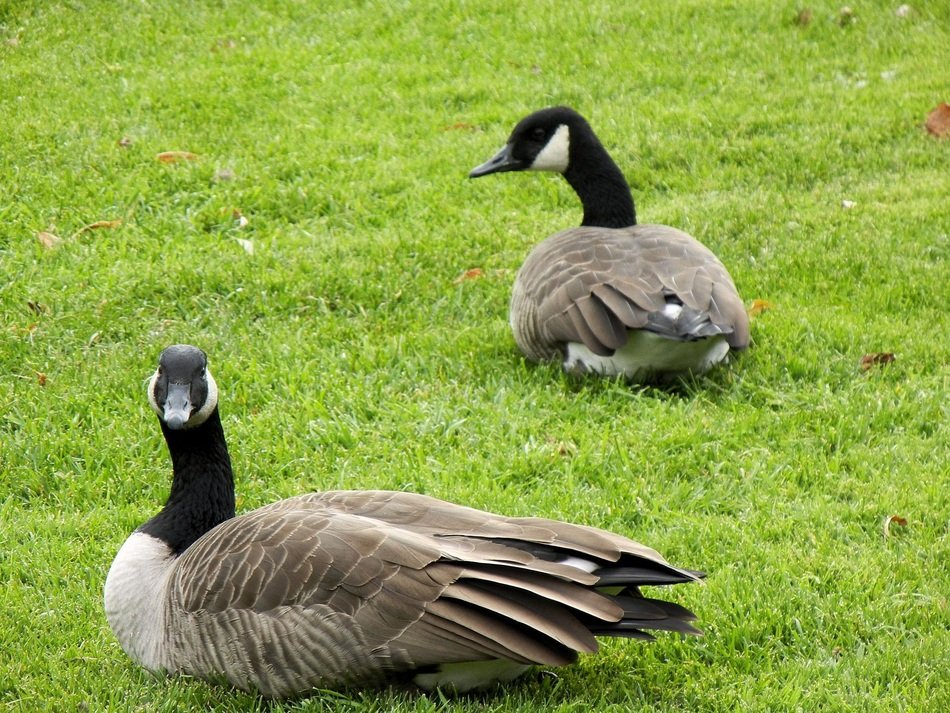 two canadian goose on a green lawn