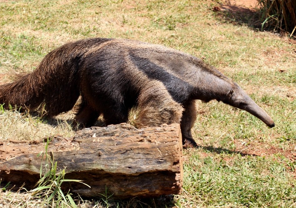walking giant anteater