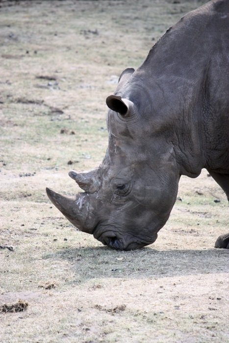 portrait of pachyderm rhino in africa