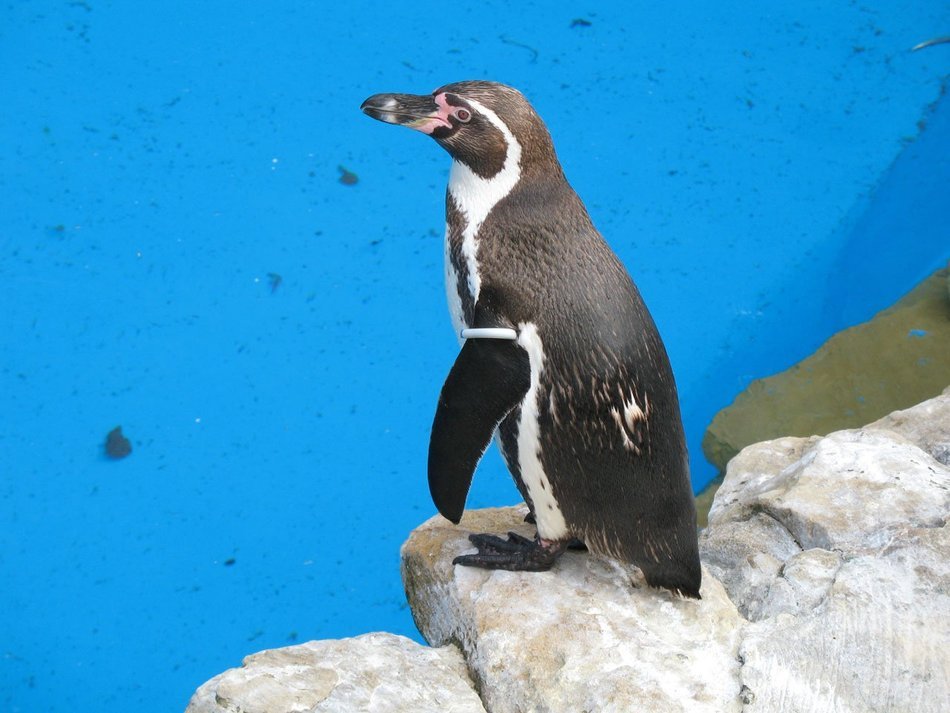 penguin near the water