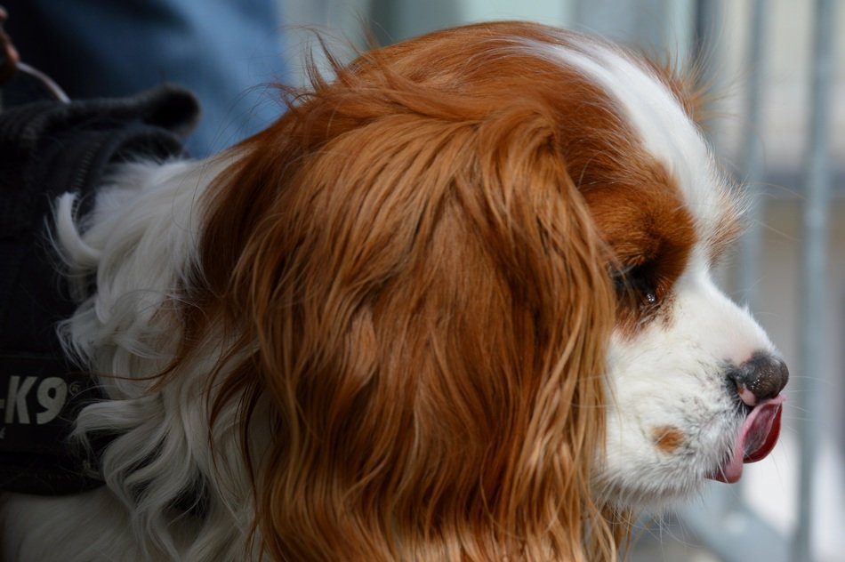 Cavalier King Charles Spaniel stands sideways