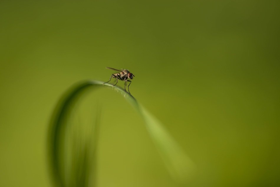 Macro photo of the fly on the plant