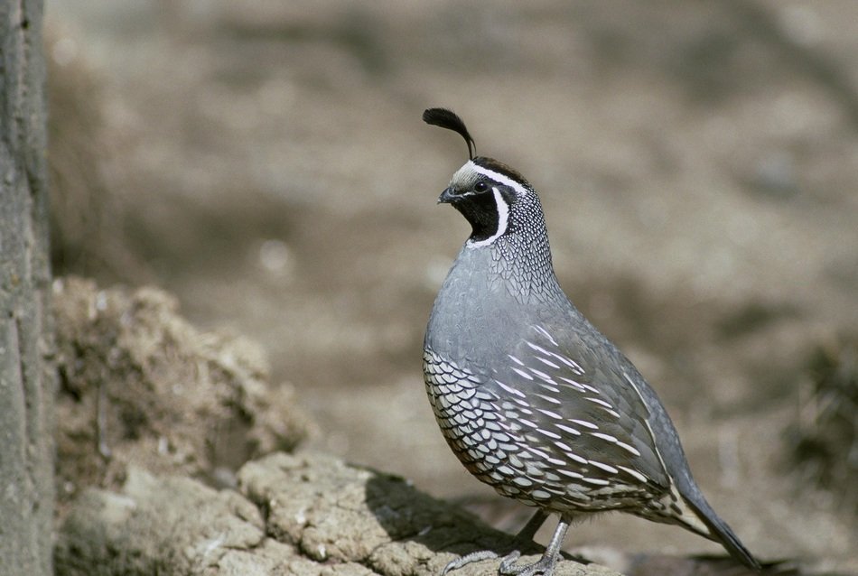 gray quail in the fauna of california