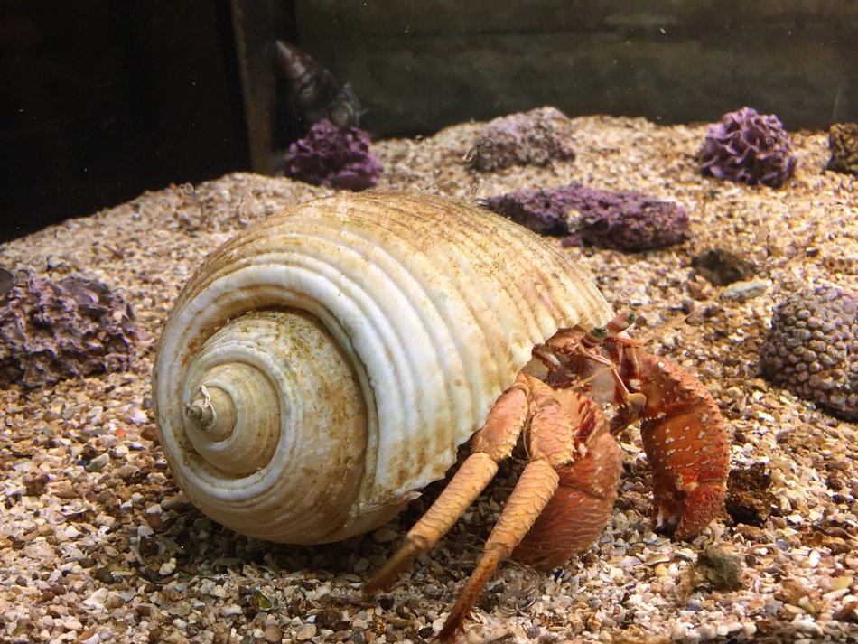 sea cancer in the aquarium