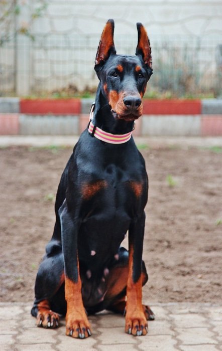 beautiful purebred doberman