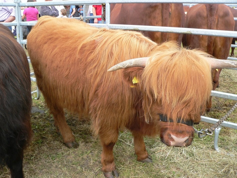 beautiful and cute Beef