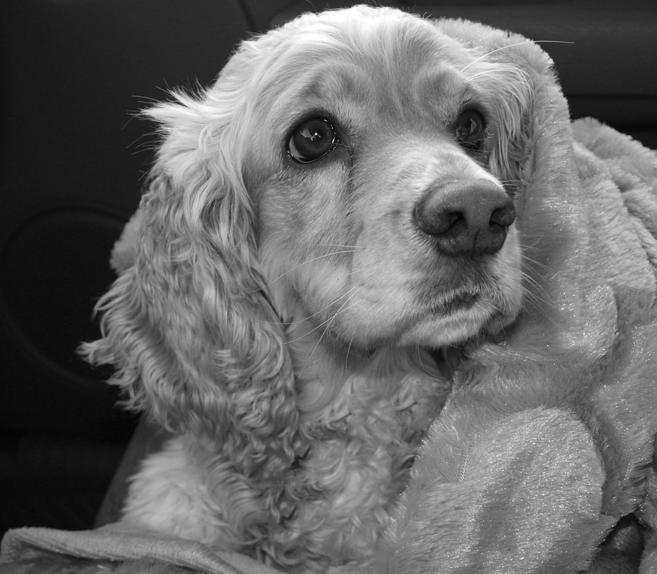 Beautiful and cute Cocker Spaniel Dog on the black and white scene