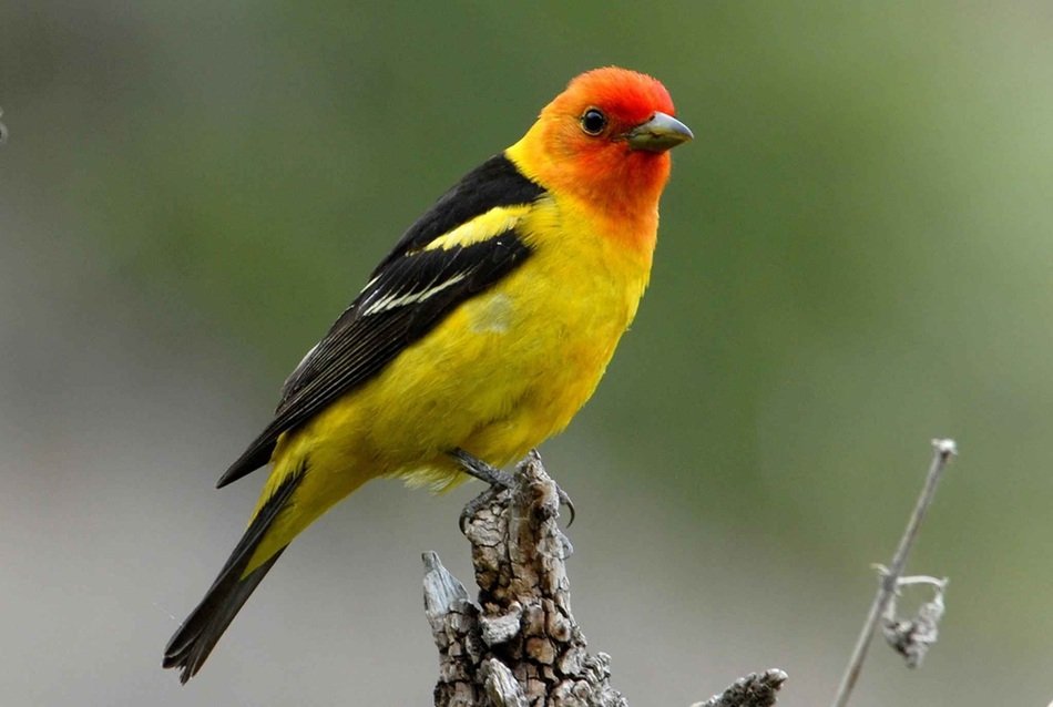 Western Colorful Perches