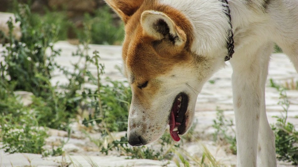 curious dog walks on the trail