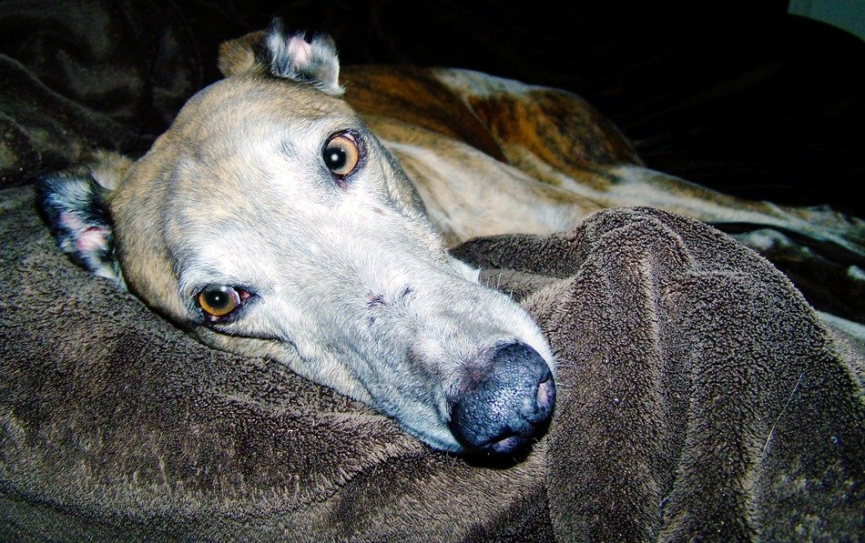 hound lying on blanket
